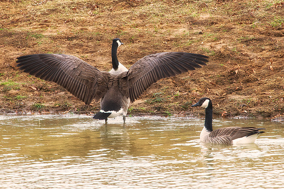 Parade, geese, nature, pond, swamp, hunting, wings, feathers, Bertazzoni, Nikon, colors, nature, details, bird, beak, food,