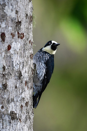 Acorn Woodpecker (Male)
