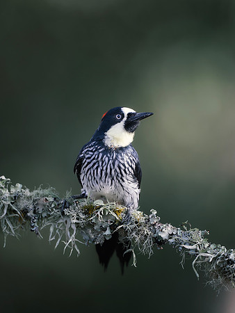 Acorn Woodpecker (Male)