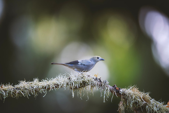 Palm Tanager