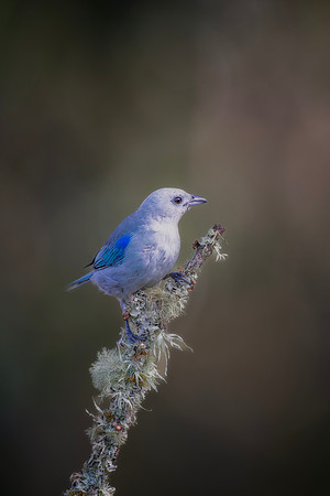 Blue Gray Tanager