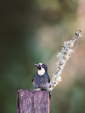 Acorn Woodpecker (Male)