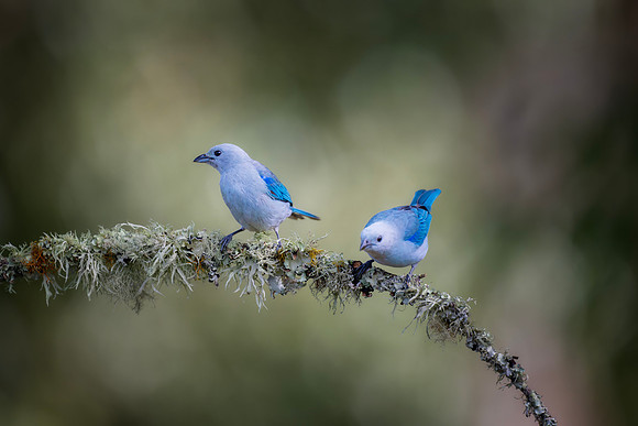 Blue Gray Tanager