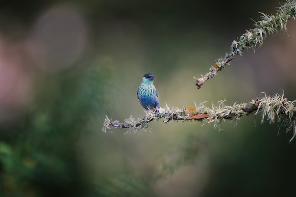 Black Capped Tanager