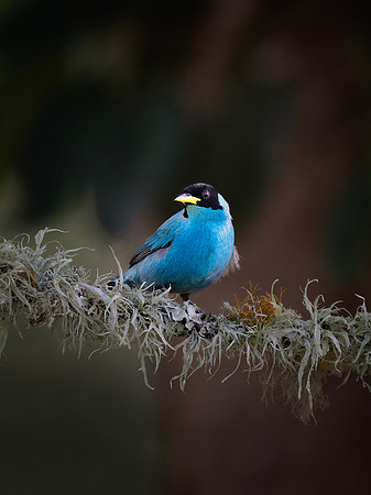 Green Honeycreeper (Male)