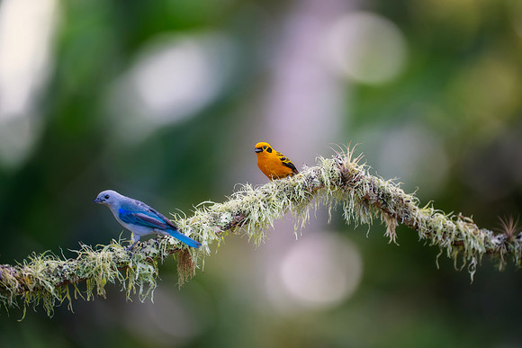 Golden Tanager & Blue Gray Tanager