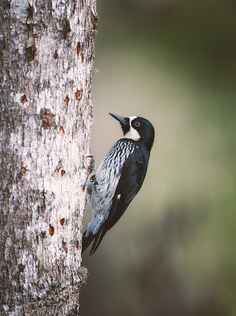 Acorn Woodpecker (Male)