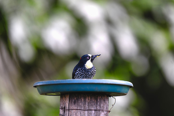 Acorn Woodpecker (Male)