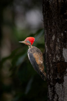 Pileated Woodpecker
