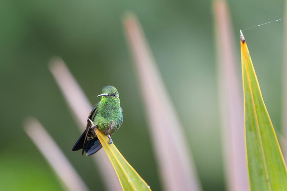 Western Emerald Hummingbird