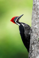 Pileated Woodpecker