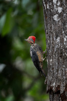 Pileated Woodpecker