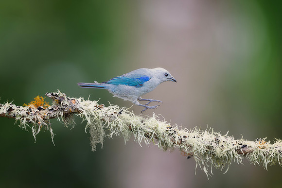 Blue Gray Tanager
