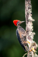 Pileated Woodpecker