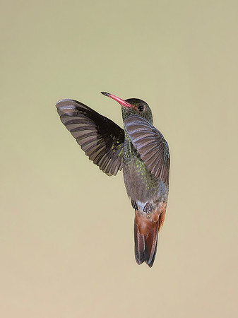 Rufous Tailed Hummingbird