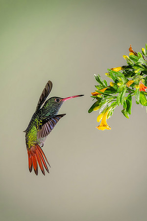 Rufous Tailed Hummingbird