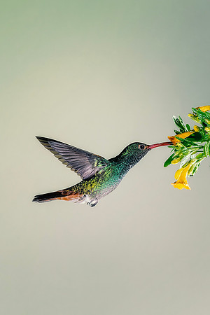 Rufous Tailed Hummingbird