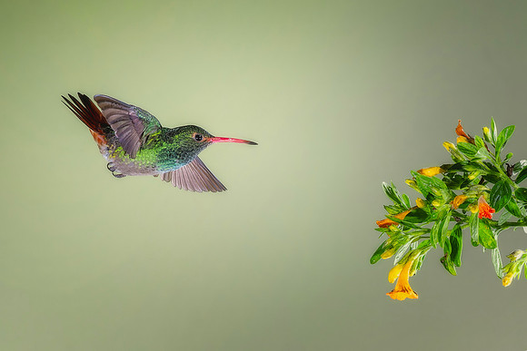 Rufous Tailed Hummingbird