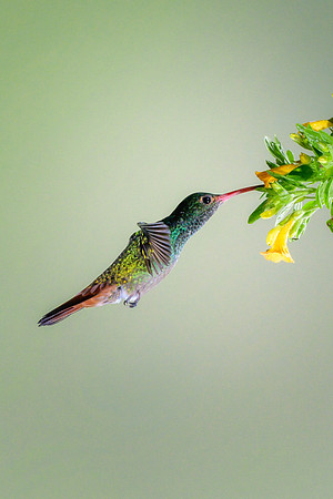 Rufous Tailed Hummingbird