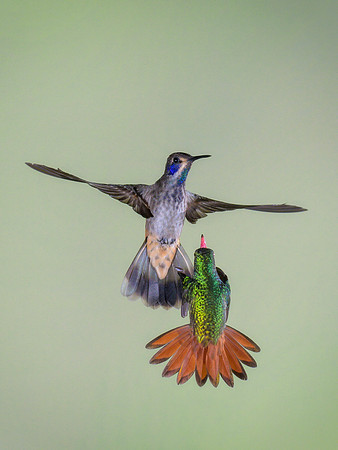 Flying High