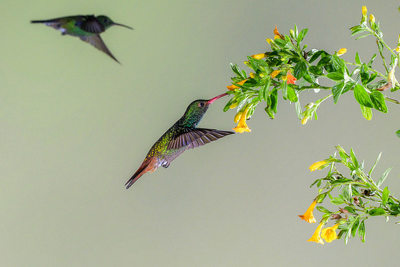 Rufous Tailed Hummingbird