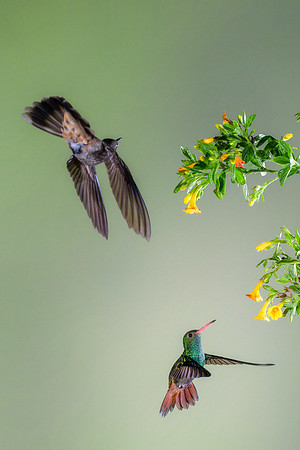 Rufous Tailed Hummingbird