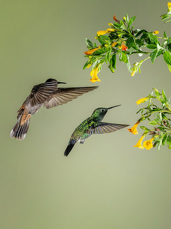 Rufous Tailed Hummingbird