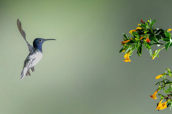 White Necked Jacobin (Male)