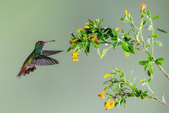 Rufous Tailed Hummingbird