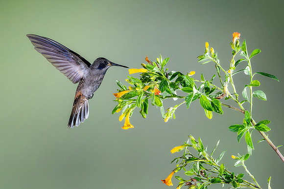 Brown Violetea