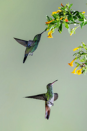 Rufous Tailed Hummingbird