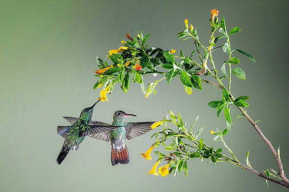 Rufous Tailed Hummingbird