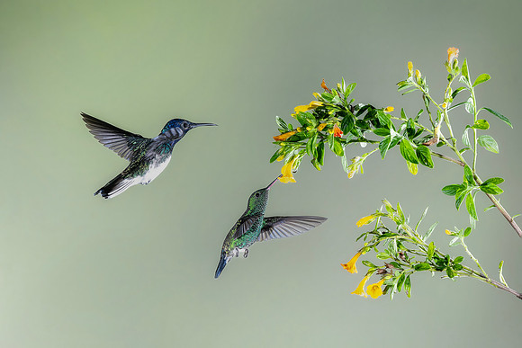 White Necked Jacobin (Male)