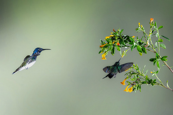 White Necked Jacobin (Male)