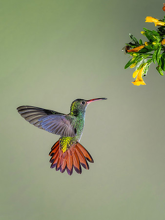 Rufous Tailed Hummingbird