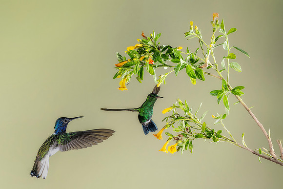 White Necked Jacobin (Male)