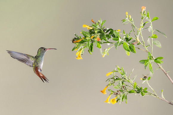 Rufous Tailed Hummingbird
