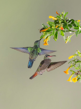 Rufous Tailed Hummingbird