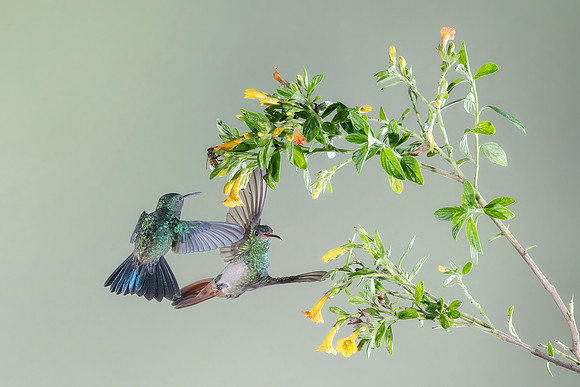 Rufous Tailed Hummingbird