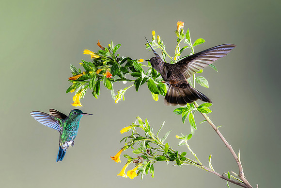 Wings