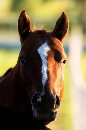 Nikon, appaloosa, bertazzoni, bit, bridle, freedom, hoofs, horses, main, nature, pack, paint, palomino, pinto, pond, prairie, quarter, races, running, saddle, speed, tail, wilderness