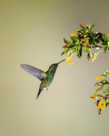Rufous Tailed Hummingbird