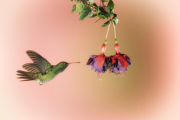 Rufous Tailed Hummingbird