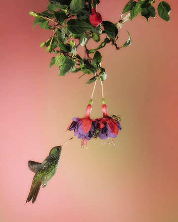 Rufous Tailed Hummingbird