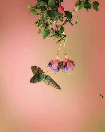 Rufous Tailed Hummingbird