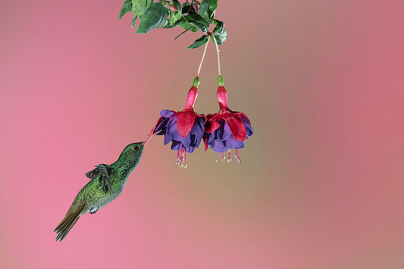 Rufous Tailed Hummingbird