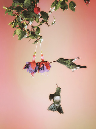 Steely-Vented Hummingbird