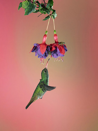 Rufous Tailed Hummingbird===