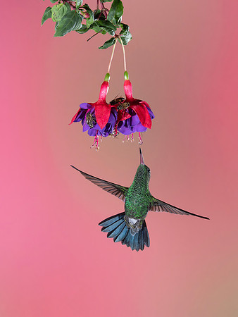 Rufous Tailed Hummingbird