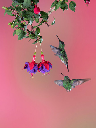 Steely-Vented Hummingbird